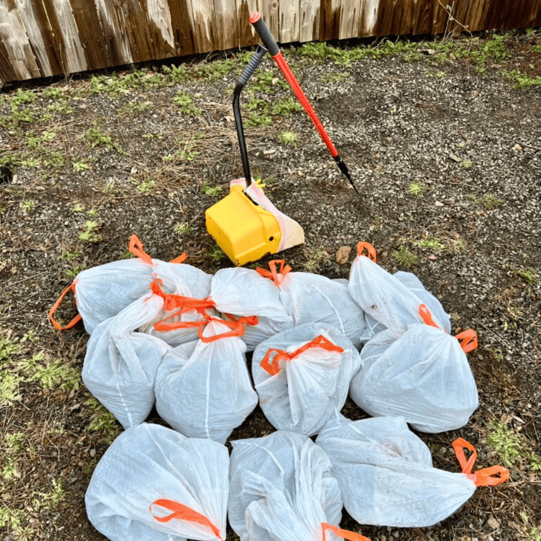 Dog enjoying a clean green backyard