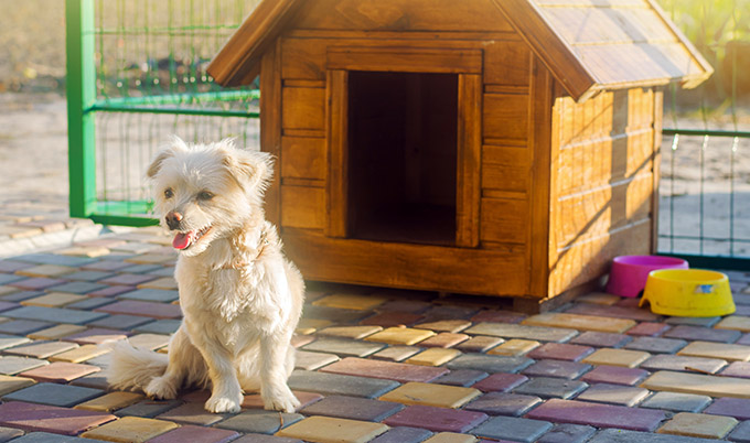 Dog yard cleanup scene