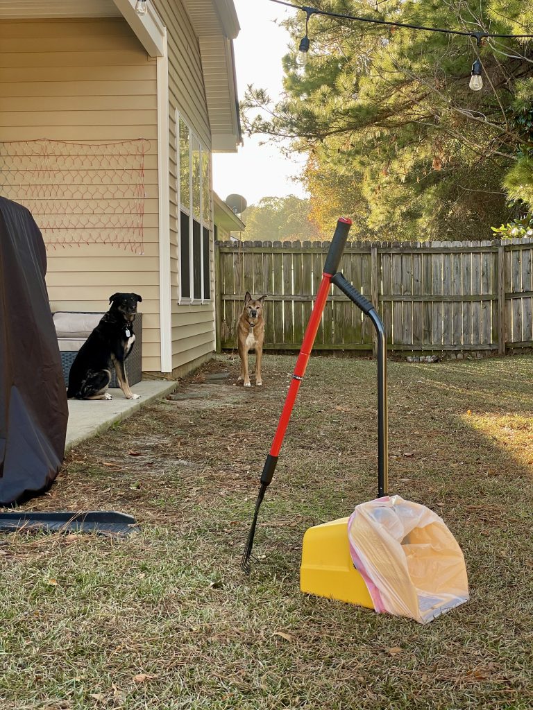 Dog playing in a clean garden