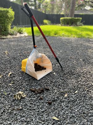 Clean yard and dog-friendly outdoor space